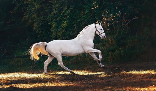 Horse Betting Markets: Everything You Need To Know In 2024