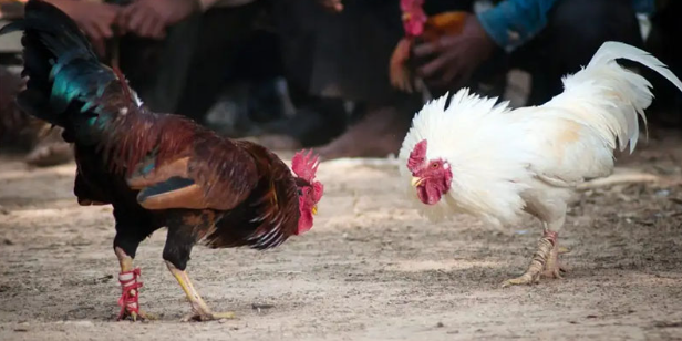 The Ultimate Guide To One-Hit Cockfighting With Daga
