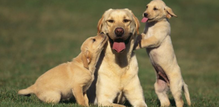 Dreaming About Dogs – Detailed Meaning And Interpretation