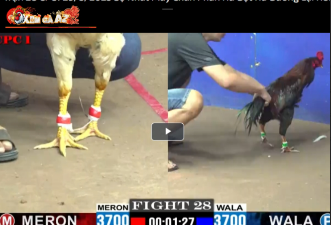 Xom Ga AZ – An Online Cockfighting Paradise Gathering Millions of Members